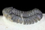 Bargain, Austerops Trilobite - Morocco #66352-2